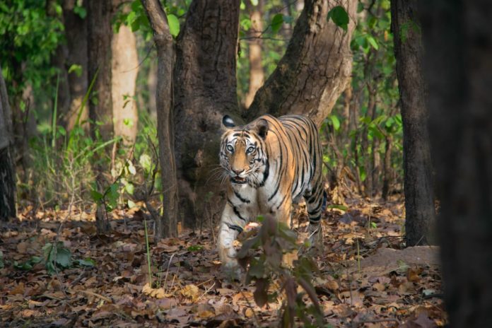 Tiger Safari Bandhavgarh